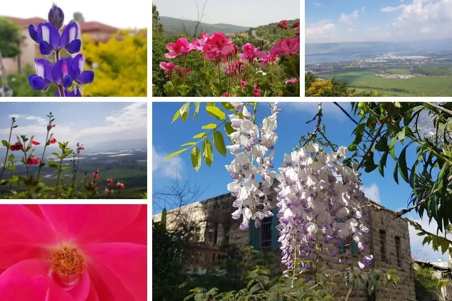 גלוית לב - בלוג מגזין גלויה