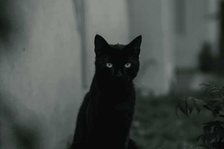 טרילוגיית חתולים, שיר מאת שלומי חתוכה - מגזין גלויה
