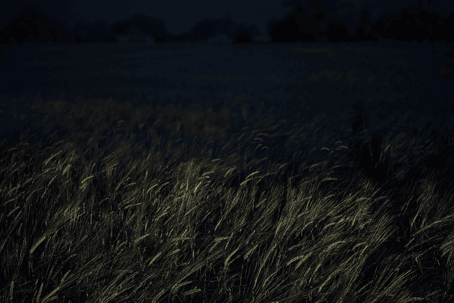 השדה, שיר מאת אורי פרץ - מגזין גלויה