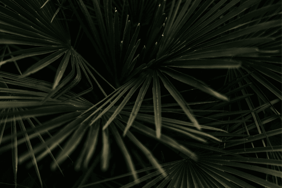 בלעדיך, שיר מאת: אסתר קאפח - מגזין גלויה