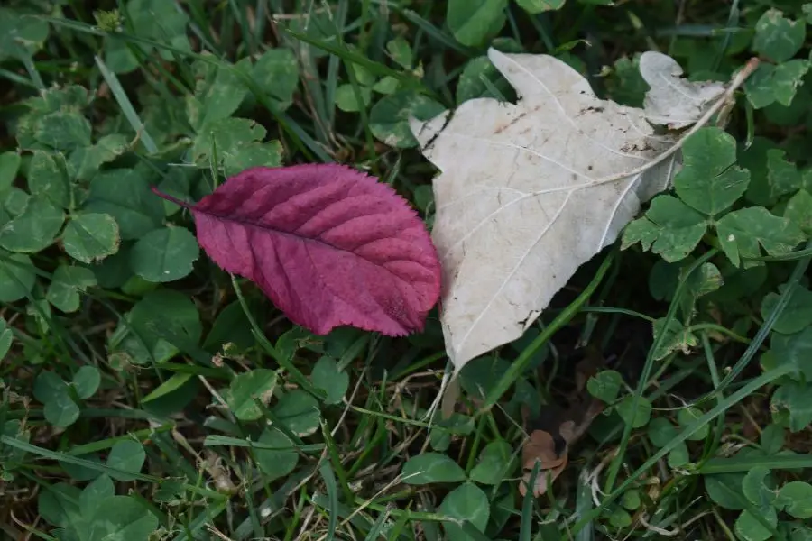 כשאנחנו אומרים ׳מוּגָנוּת׳ למה אנחנו מתכוונים?, מאמר מאת צוות גלויה והרבנית שרה סגל־כץ