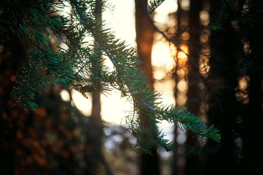 חזון דינה בארץ עוץ, מאמר מאת הרב[נית] לאה שקדיאל - מגזין גלויה