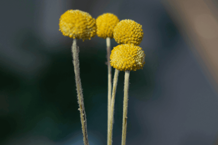 חוברת התפילות שלנו, מאמר מאת מילנה קרטובסקי עייאש