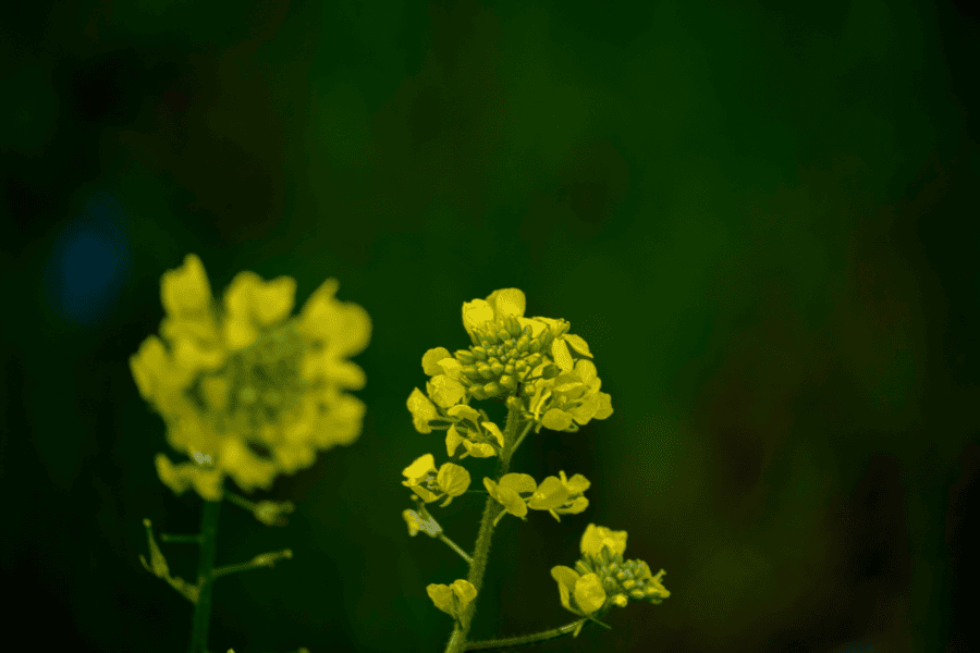 מעבדות לחירות, מגיהנום עזה הביתה, עכשיו ובזמן הזה, מאמר מאת הרבה תמר אלעד־אפלבום - מגזין גלויה