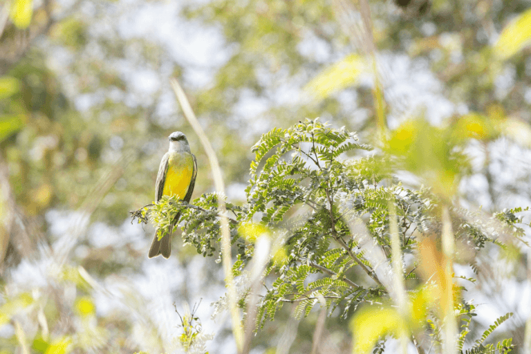 אחריות שהיא התגלמות החירות, מאמר מאת ליאת אצילי - מגזין גלויה