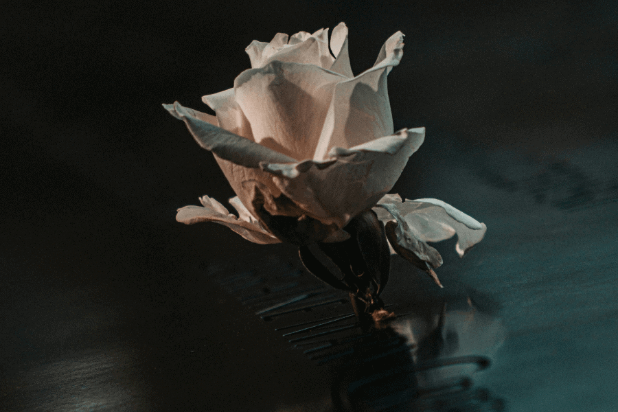 קבר אחים, שיר מאת עדיאל שושני - מגזין גלויה