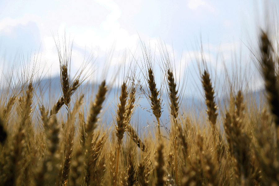 "אנו חיים בתקופה שהכל מרפרף וחולף" - ראיון גלוי עיניים עם המשוררת קמה שיר - מגזין גלויה