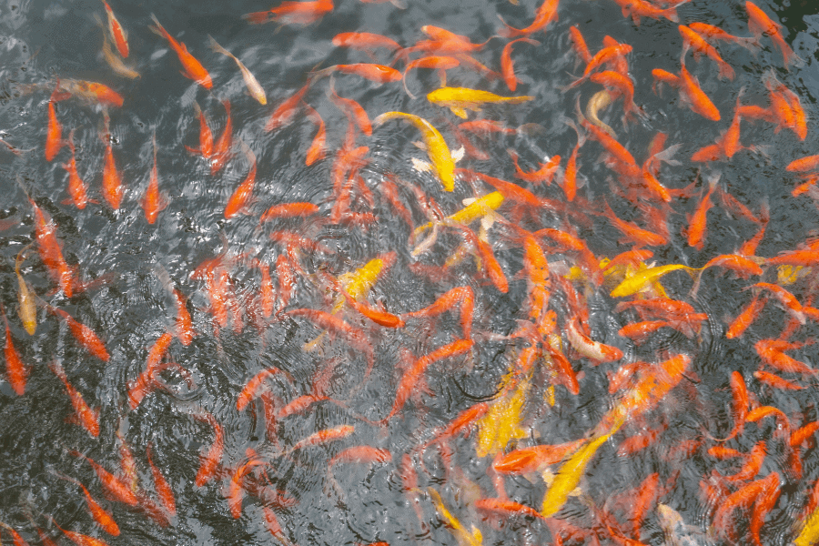 תשליך, שיר מאת אסנת אלדר - מגזין גלויה