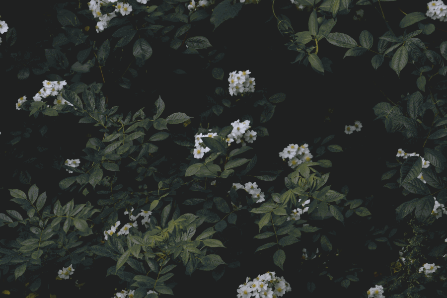 גן, שיר מאת משי פרץ דרור - מגזין גלויה