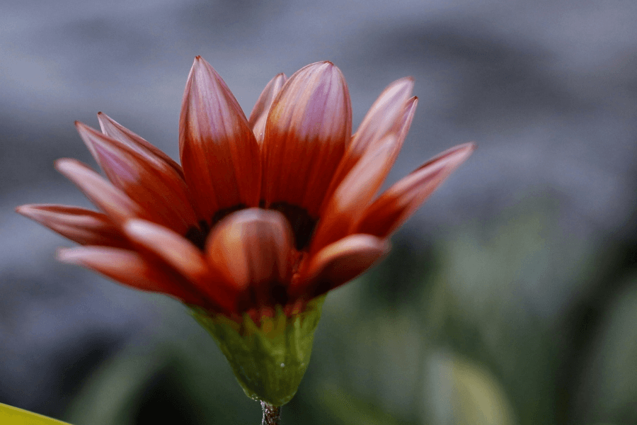 להמיר לאהבה, שיר מאת משי פרץ דרור - מגזין גלויה