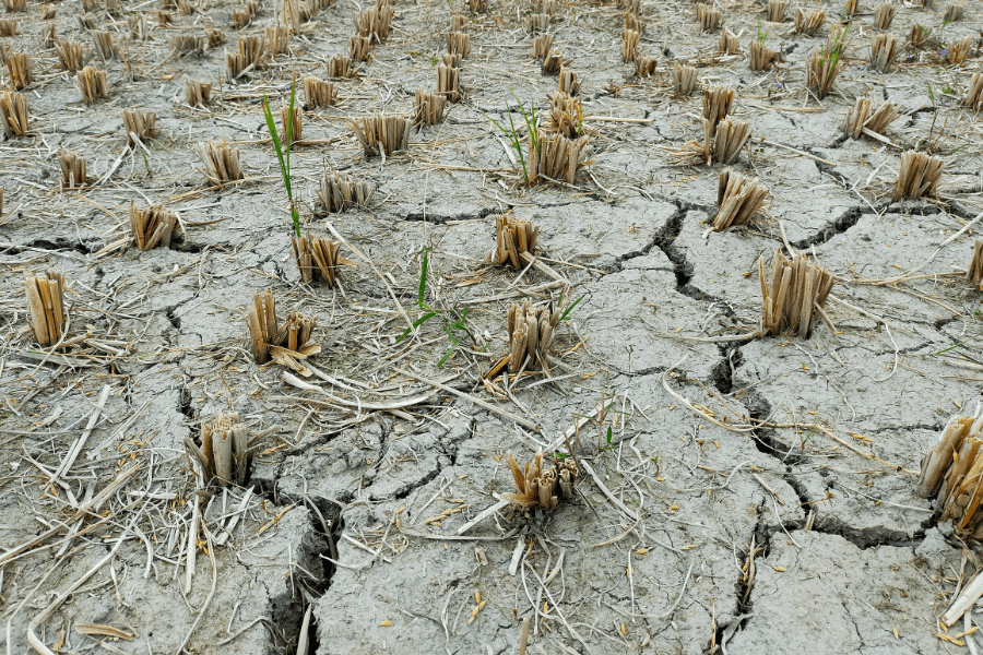 * (כשהגיעה הבצרת), שיר מאת משי פרץ דרור - מגזין גלויה