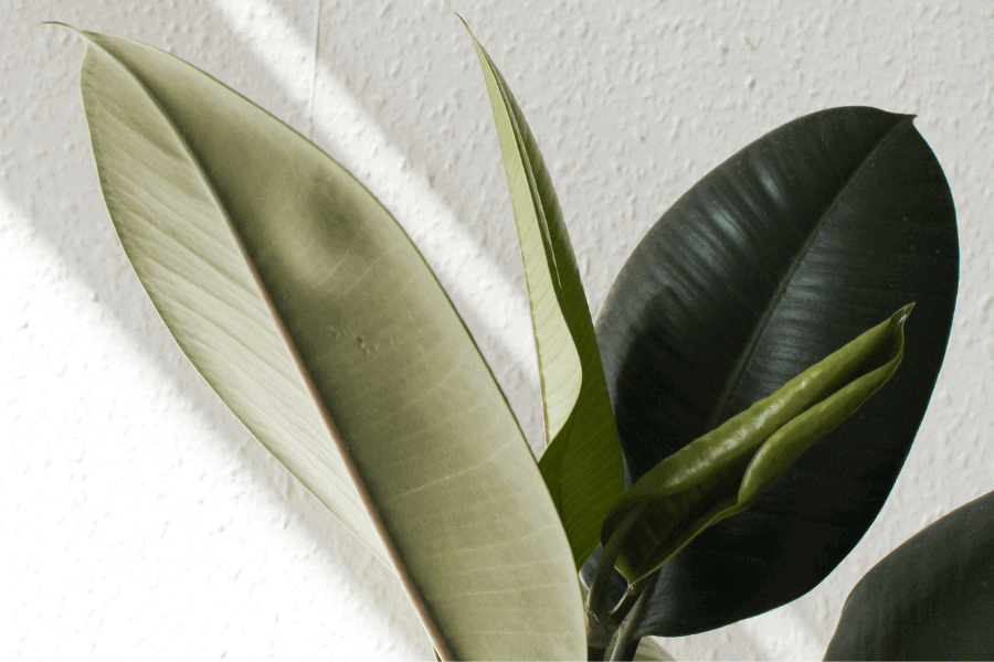 פיקוס, שיר מאת קמה שיר - מגזין גלויה