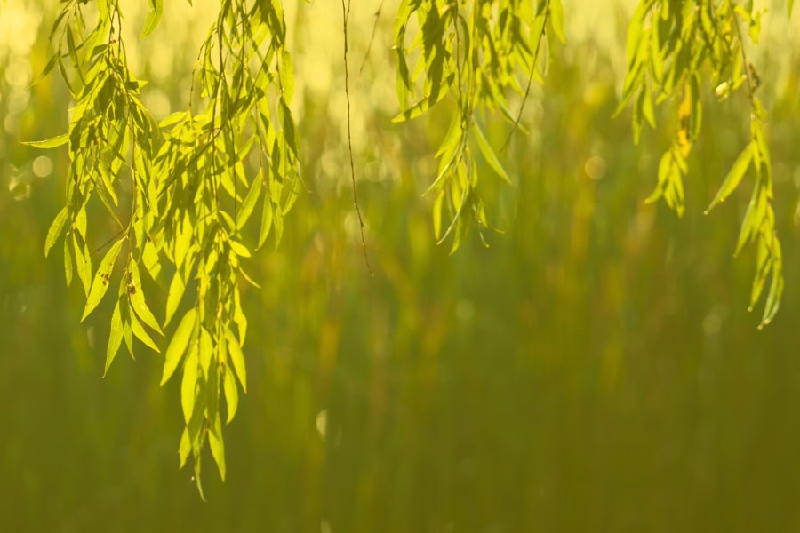 הושע נא בסיום המלחמה - פיוט מאת שורי חזן, מגזין גלויה