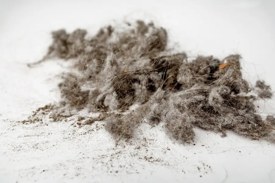 שושי מטאטאה - שיר מאת אורה ברקן, מגזין גלויה