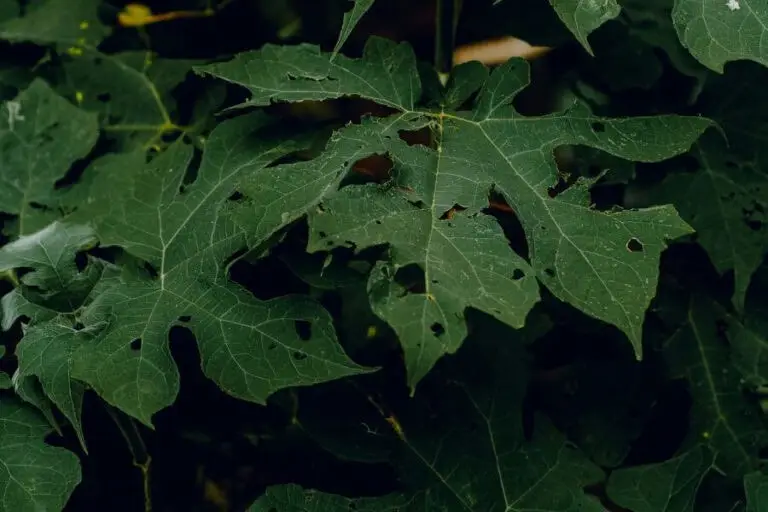 קימות, שיר מאת דפנה פלדמן - מגזין גלויה