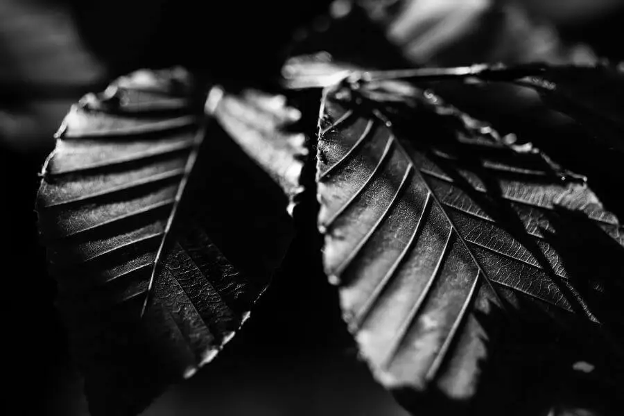 עקורה, שיר מאת דנה שניצר משיח - מגזין גלויה