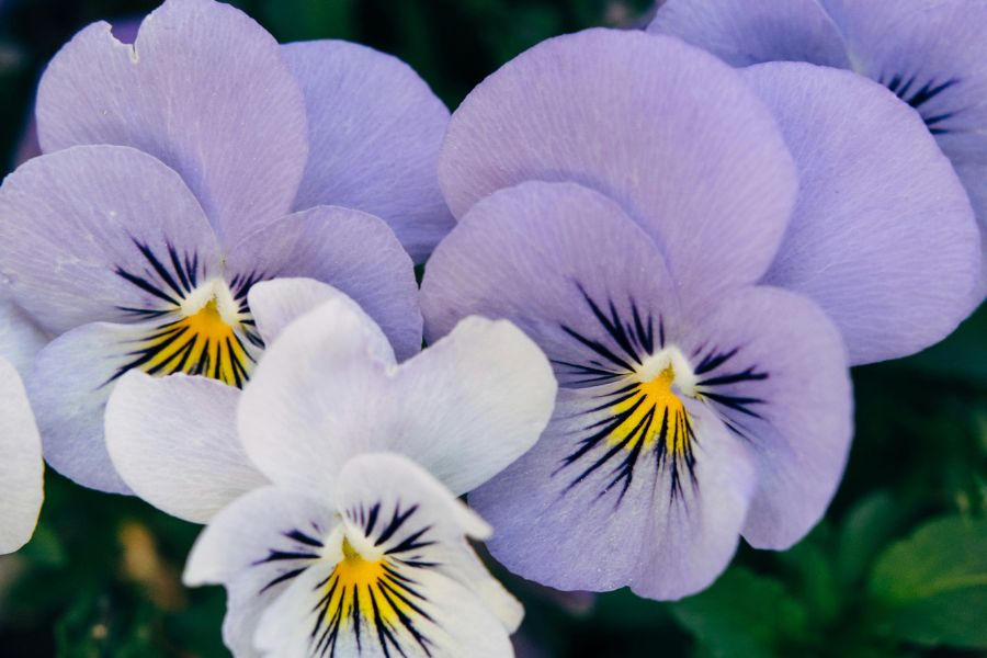 מדרשי גילוי עריות, מדרשים מאת אשרת שהם - מגזין גלויה