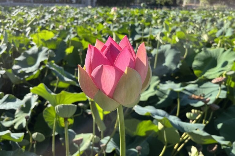 תפילה עם חזרת החטוף האחרון, תפילה מאת הרב נדב ברגר - מגזין גלויה