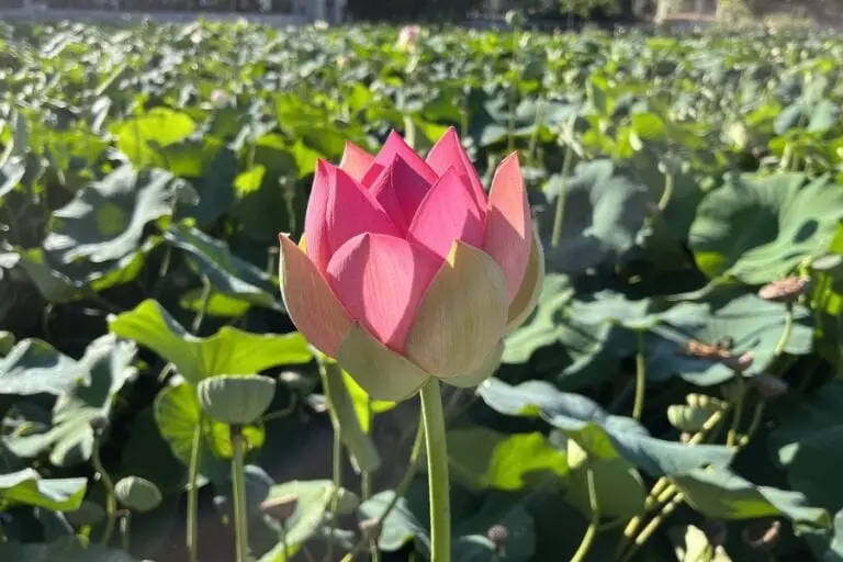 תפילה עם חזרת החטוף האחרון, תפילה מאת הרב נדב ברגר - מגזין גלויה