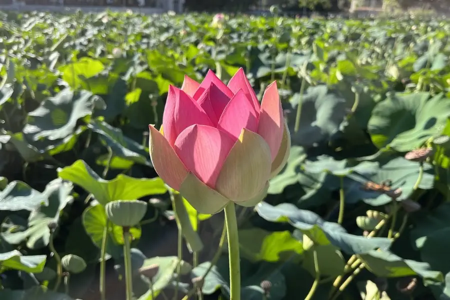 תפילה עם חזרת החטוף האחרון, תפילה מאת הרב נדב ברגר - מגזין גלויה