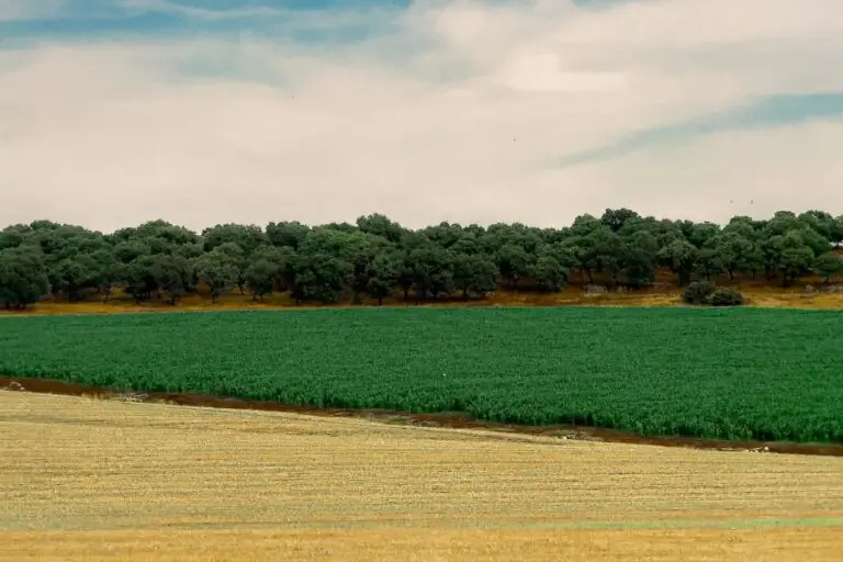 עד נחיה גם ימי מנוחה, שיר מאת הרב עודד מזור - מגזין גלויה
