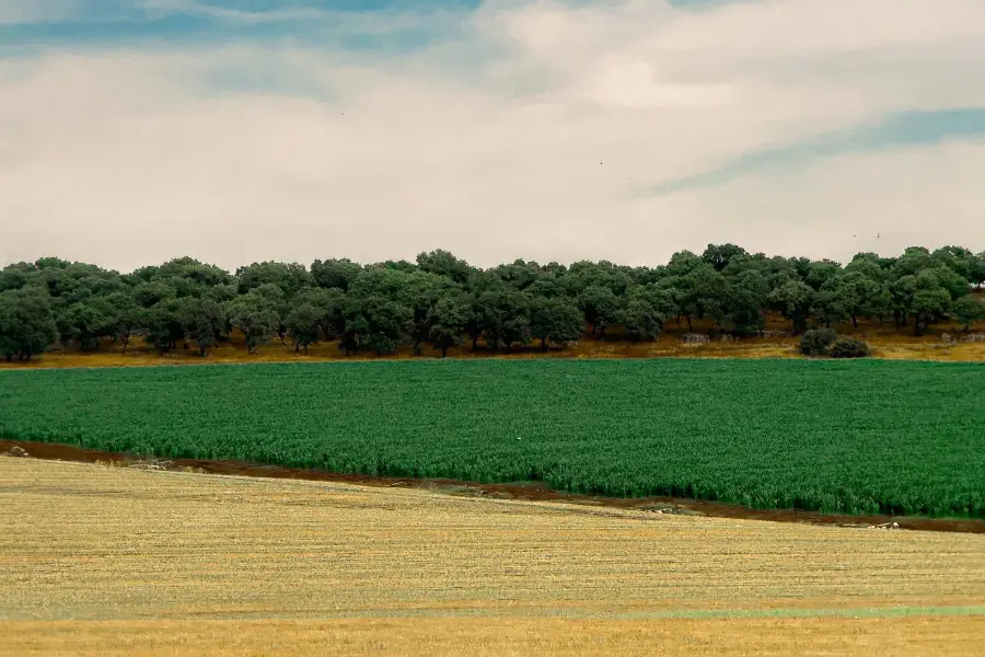 עד נחיה גם ימי מנוחה, שיר מאת הרב עודד מזור - מגזין גלויה