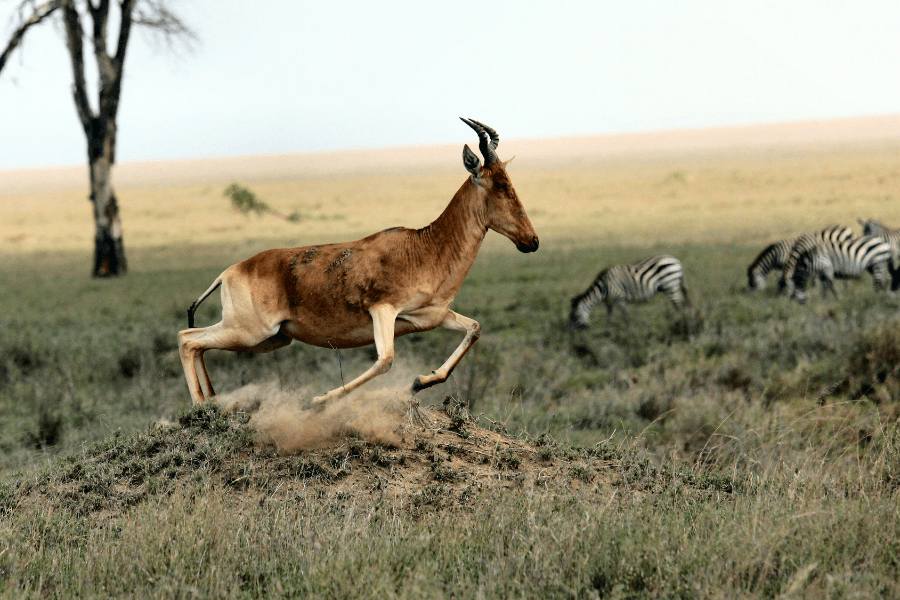 צבייה שבורה, שיר מאת רתם אלדר היבש - מגזין גלויה