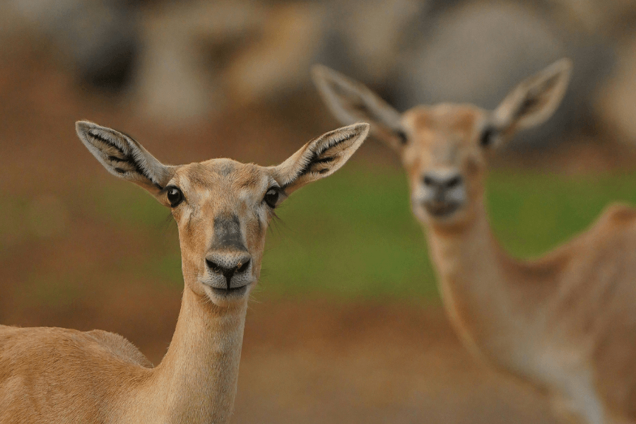 בגן החיות, שיר מאת מאור צברי - מגזין גלויה